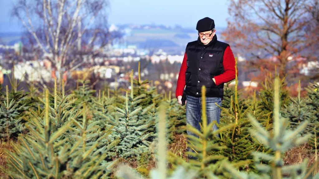 Prodej vánočních stromků