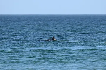 Velryba na severu Německa znovu uvázla na mělčině