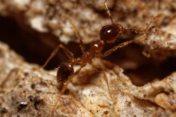 Invazivní mravenci chrání v Africe zebry před lvími útoky