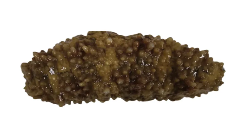 Sumýš Stichopus horrens