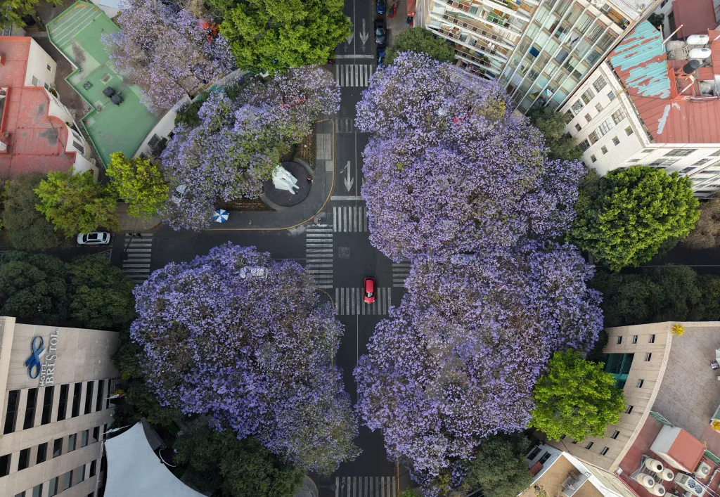 Rozkvetlá žakaranda v Mexico City (26. 3. 2026)