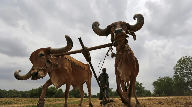 Zemědělci v Indii čelí katastrofálnímu suchu