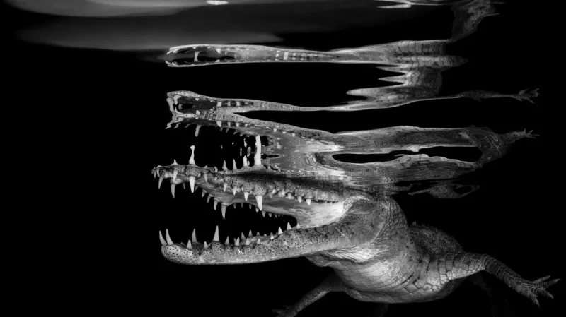 Nejlepší podvodní snímky: Černo-bílé fotografie