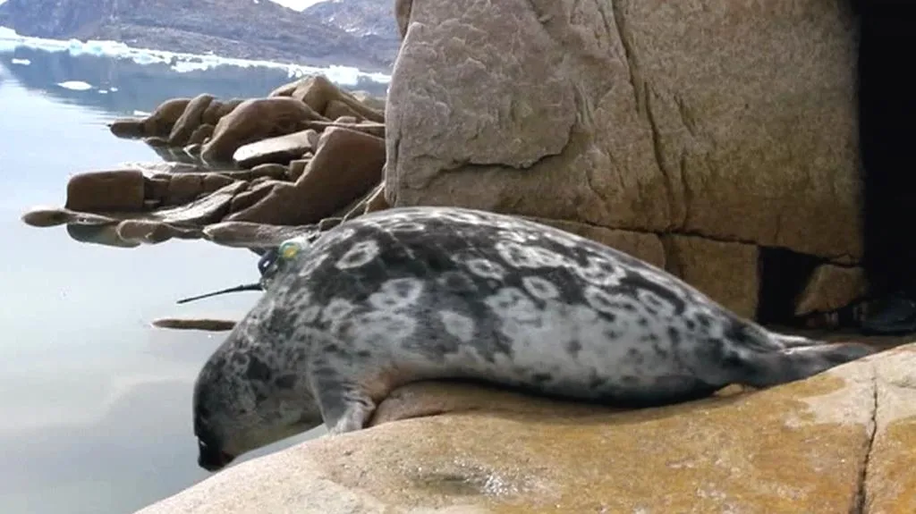 Tuleň vybavený zařízením pro průzkum ledu