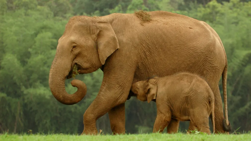 Samice slona bornejského s mládětem