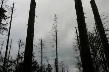 Past pokroku: Krušnohorské lesy zničila černá labuť