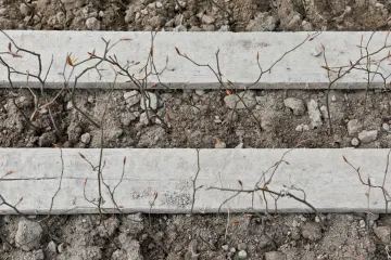 Vegetace usychá a chřadne. Půdní sucho se rozšířilo na tři čtvrtiny území Česka