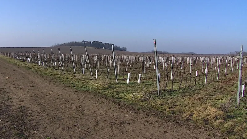 Komise kontroluje i vinice