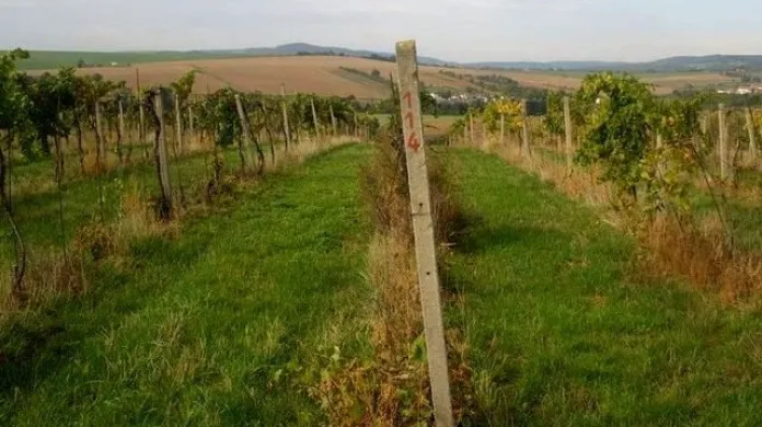 Zloději očesali z vinohradu v Tupesích 1 400 kilogramů hroznů