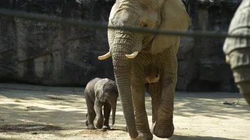 Mládě ze zlínské zoo je prvním slonem africkým narozeným v Česku