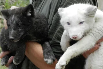 OBRAZEM: Chovatelé brněnské zoo čipovali malé lišky a bobry