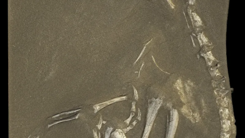 Halszkaraptor escuilliei