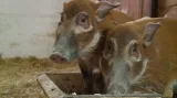 Štětkouni v olomoucké ZOO