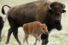 V Yellowstonském parku museli utratit mládě bizona poté, co se ho dotkl turista