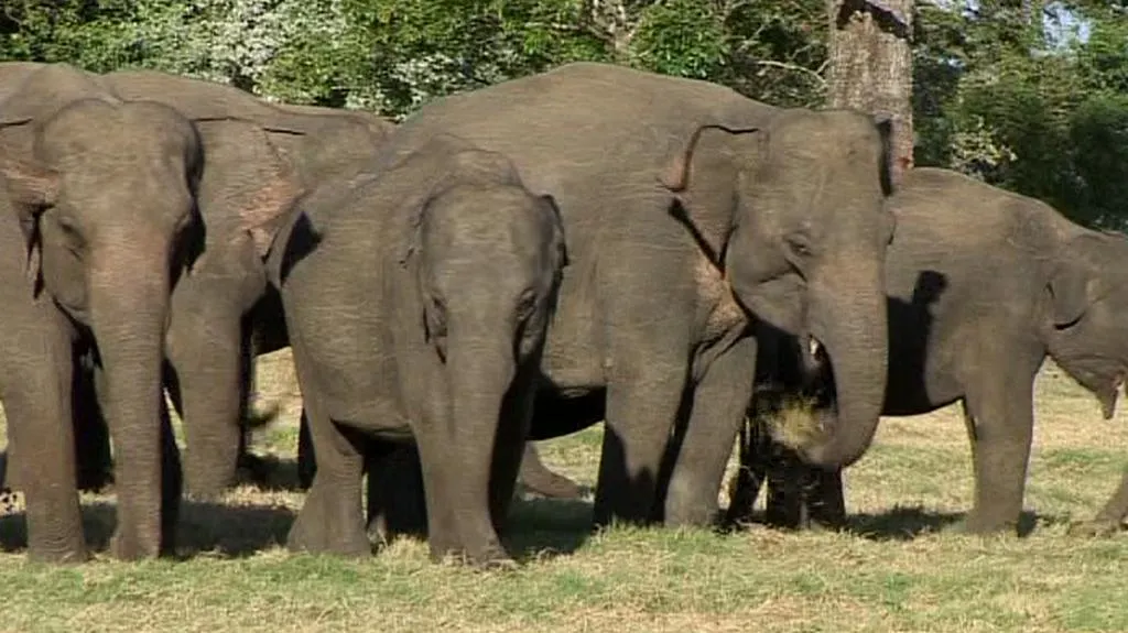 Sloni na Srí Lance