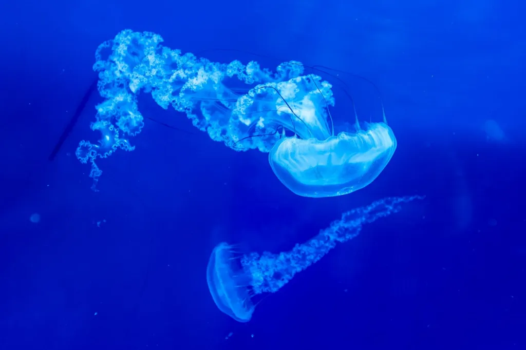 Návštěvníci medúzária mohou vidět například medúzu kompasovou