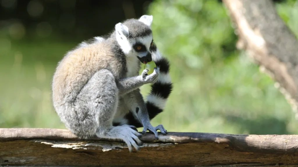 Lemur kata