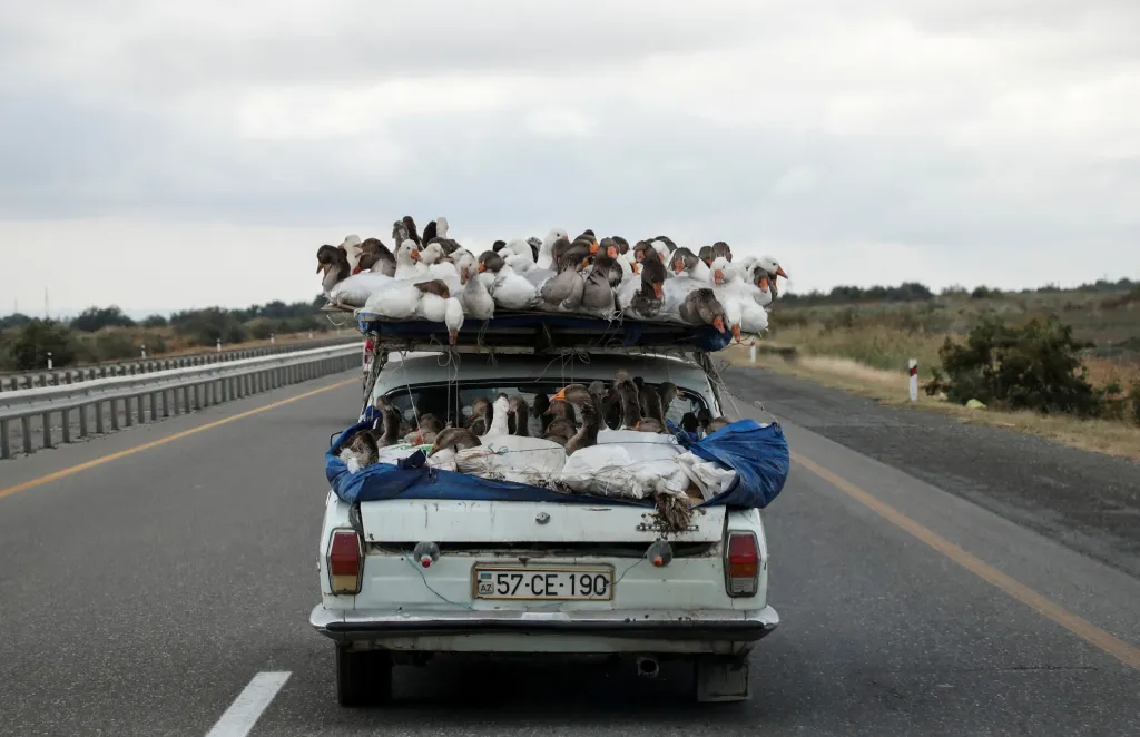 Na dálnici u města Gjandža v Ázerbájdžánu byl zachycen vůz muže, který vezl desítky hus na místní trhy