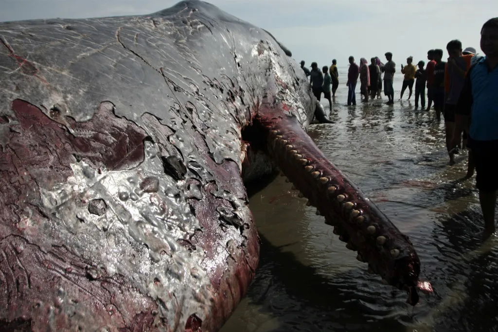 Shluk lidí kolem 17 metrů dlouhého mrtvého vorvaně, kterého moře vyplavilo na pobřeží v regionu Bombana v Indonésii
