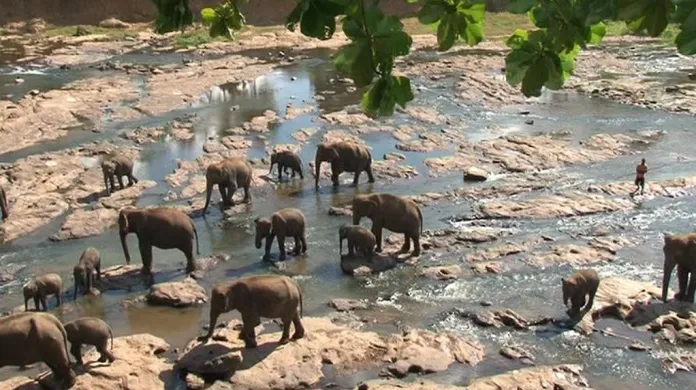 Srílanští sloni