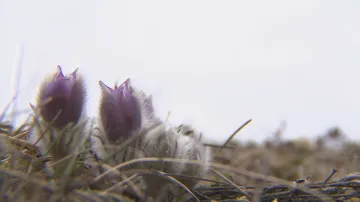 Rozkvetlé louky v okolí Brna lákají k jarnímu výletu
