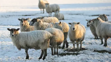 Pasoucí se stádo ovcí v anglickém Hattonu