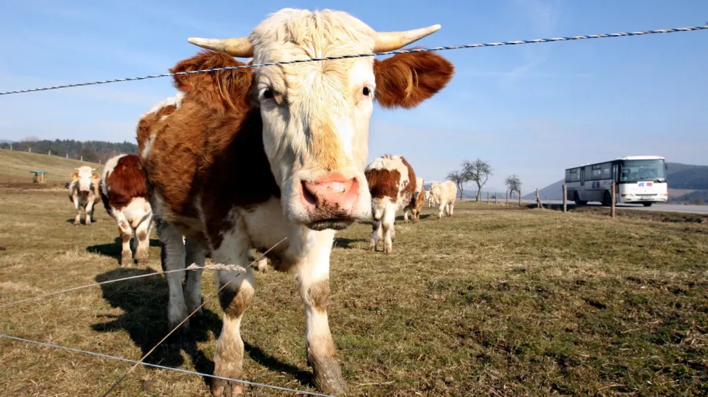 Kráva