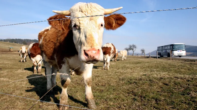 Události: Biofarmářů je poprvé za pět let víc