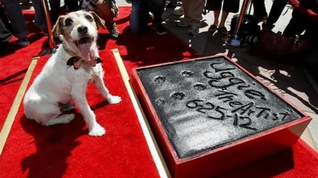 Uggie otiskl tlapky v Holywoodu