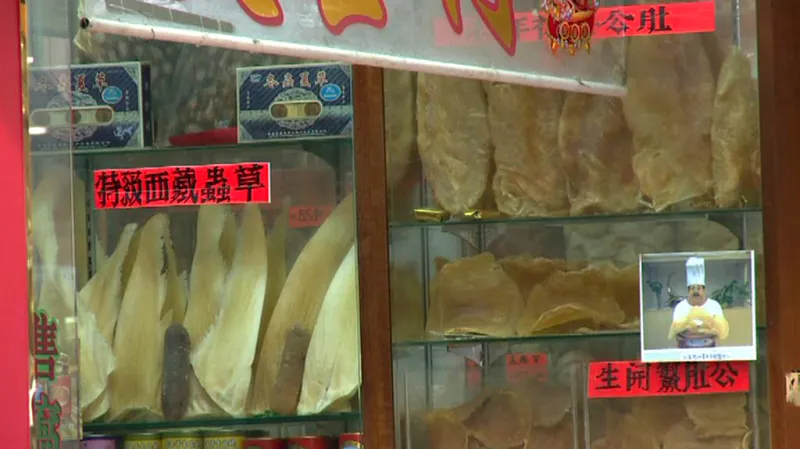 Prodej žraločích ploutví