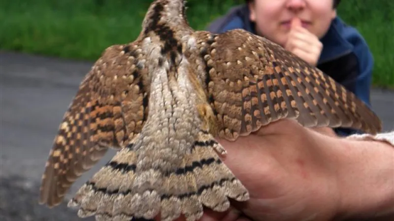 Vítání ptačího zpěvu