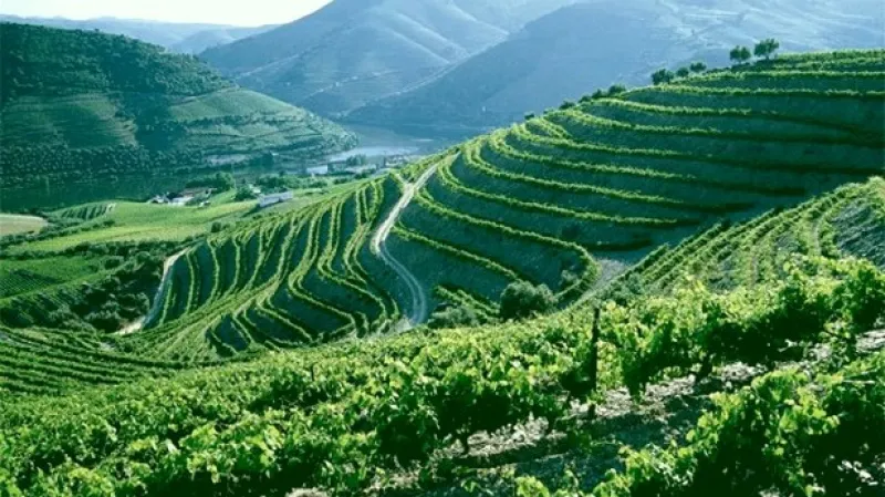 Vinice v údolí řeky Douro