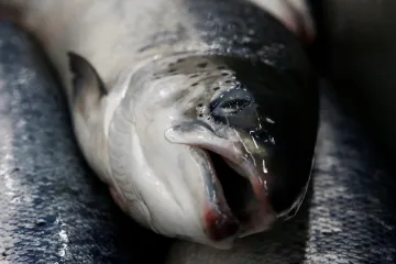 Čechům hrozí nedostatek jódu. Může vést k nemocem štítné žlázy