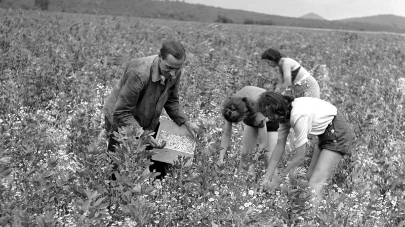 Sběr heřmánku (1950)