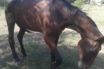 Farmář na Šlapanicku utýral svěřeného koně