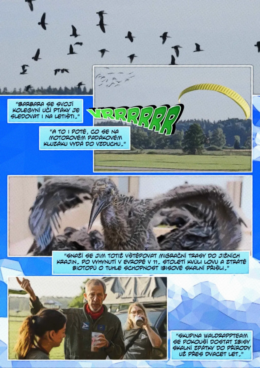 Ohrožený ibis skalní se učí migrační trasy