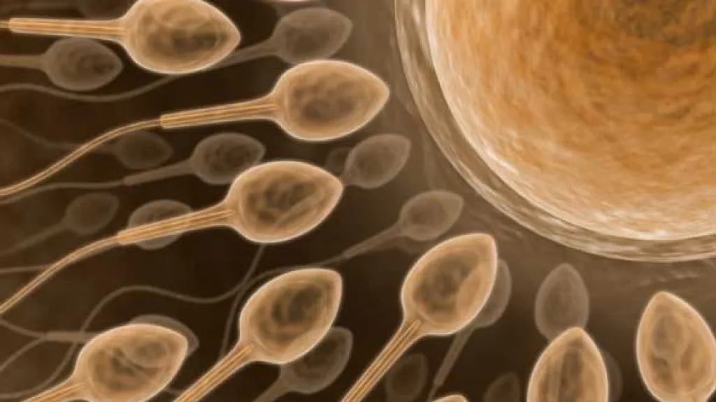Spermie putují k vajíčku