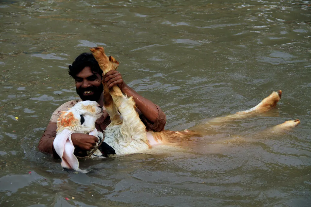 Muž se svým kozím mládětem při koupeli v řece v parném počasí v pákistánském městě Lahore.