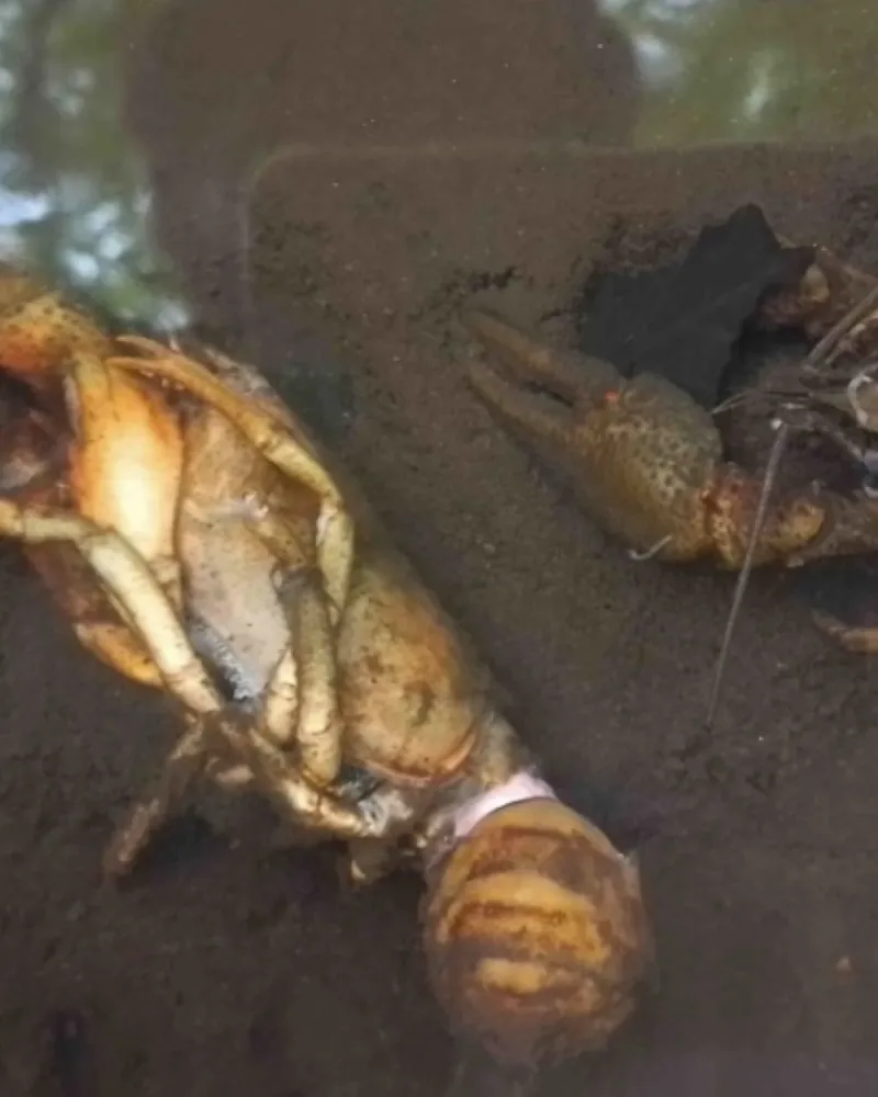 Račí mor ohrožuje původní druhy. Přenést ho může i mokrý podběrák