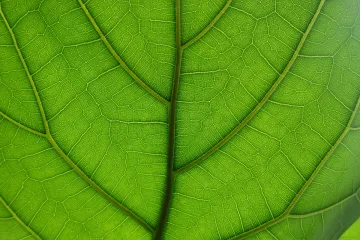 Vysazování stromů může vést k oteplování planety. Viníkem je schopnost odrážet sluneční paprsky