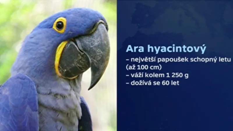 Ara hyacintový