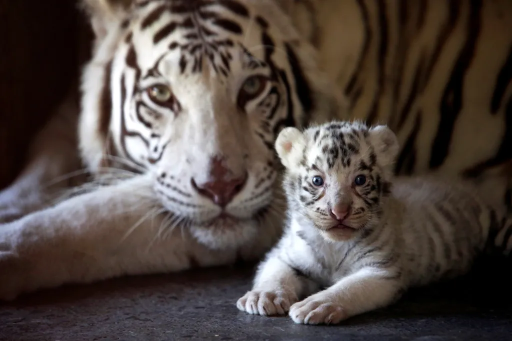 Jedno ze tří narozených mláďat bílého bengálského tygra se svou matkou v La Pastora Zoo v Mexiku