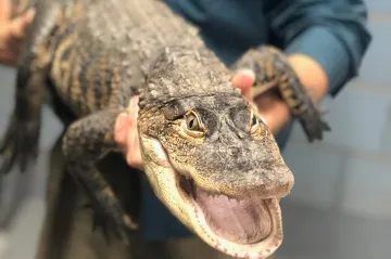 Nejen ještěrky jsou schopny regenerace. Ocas může znovu dorůst i aligátorům