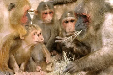 Vědci vytvořili geneticky modifikované opice s Huntingtonovou chorobou