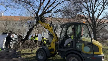 Stěhování stromů na Karlově náměstí v Praze