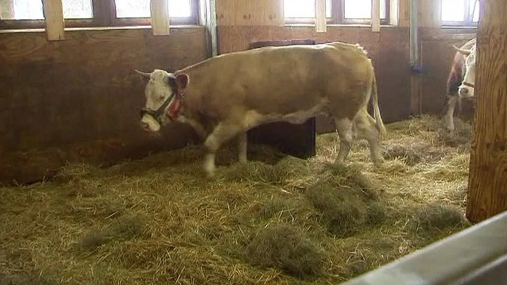 Yvonne už je zase doma