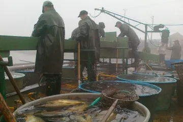 Stovky ryb vylovili rybáři z rybníka Dvorský