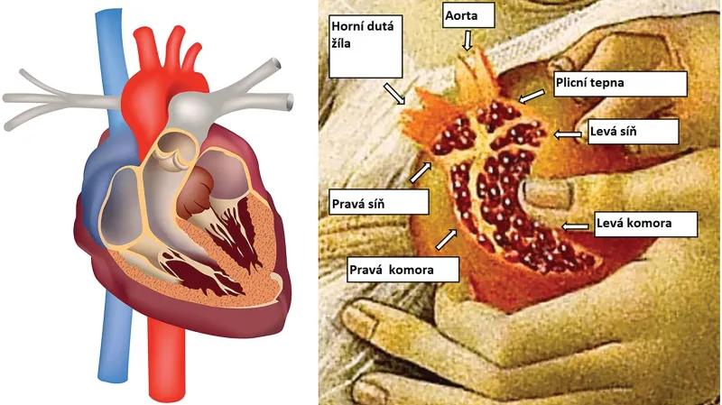 Botticelliho granátové jablko