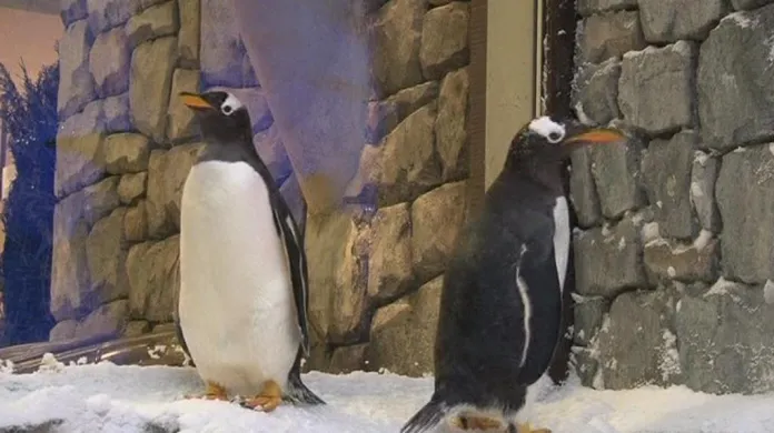 Tučňáci v Dubaji