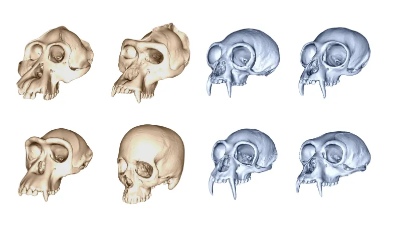 Srovnání lebek hominidů (oranžově) a hylobatidů (vpravo)